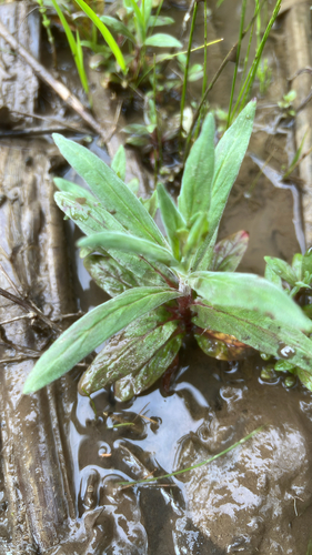 Epilobium parviflorum iNat (3)