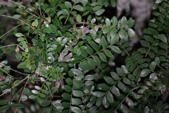 Ptaeroxylon obliquum