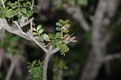 Ptaeroxylon obliquum