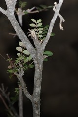 Ptaeroxylon obliquum