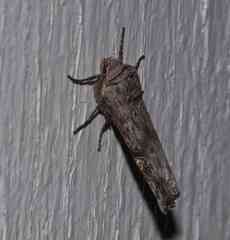 Lithomoia germana