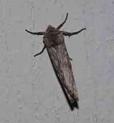 Lithomoia germana