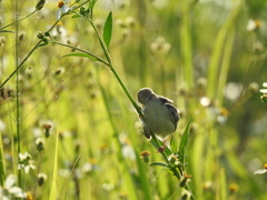 Cisticola exilis volitans