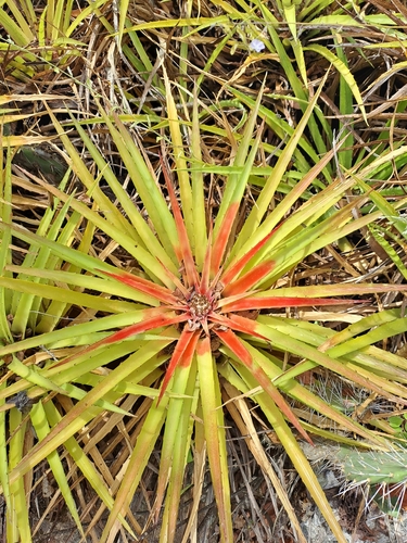 Bromelia humilis, photograph 4