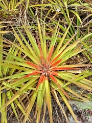 (c) keesgroenendijk, some rights reserved (CC BY) Bromelia humilis, photograph (c) keesgroenendijk, some rights reserved (CC BY)