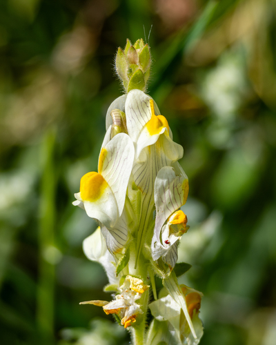 Toadflax (Linaria hirta)