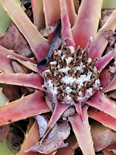 Bromelia humilis, photograph 5