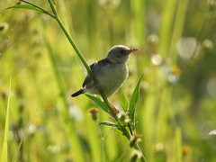 Cisticola exilis volitans