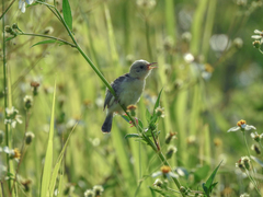 Cisticola exilis volitans