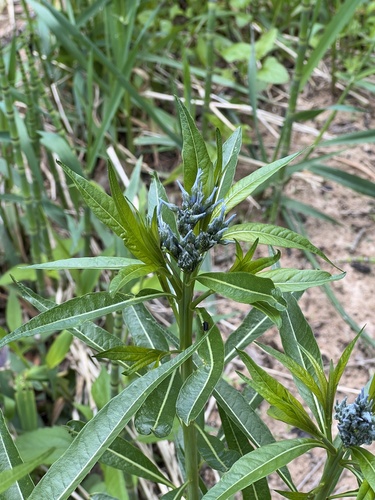 Ozark Bluestar (Amsonia illustris)