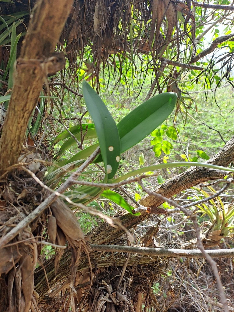 Myrmecophila humboldtii