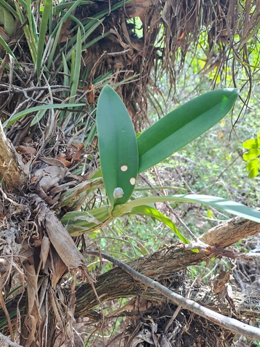 Myrmecophila humboldtii, photograph 2