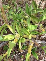 Myrmecophila humboldtii