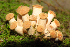 Desarmillaria caespitosa image