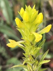 Pedicularideae