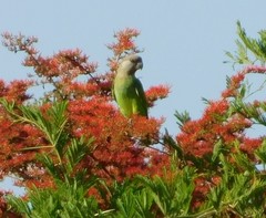 Poicephalus cryptoxanthus