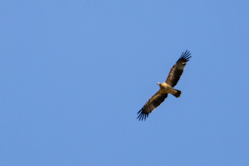 Avistamiento Águila imperial ibérica