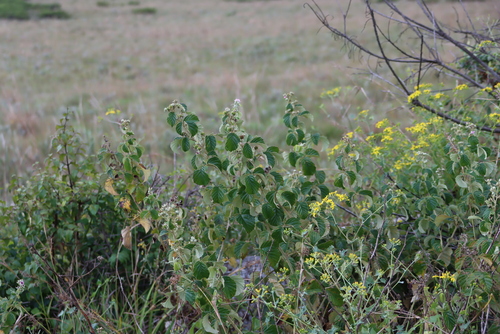 Image of Rubus rigidus by (c) Tony Rebelo, some rights reserved (CC BY-SA)