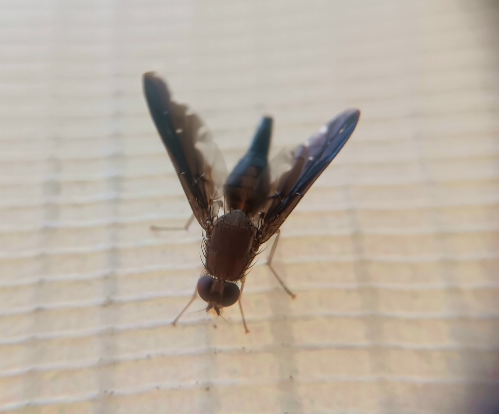 Piocolepis