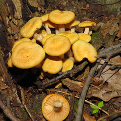 Desarmillaria caespitosa image