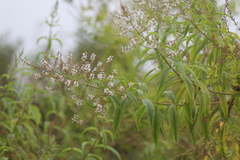 Aloysia citrodora