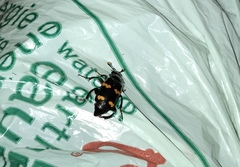 Nicrophorus sayi