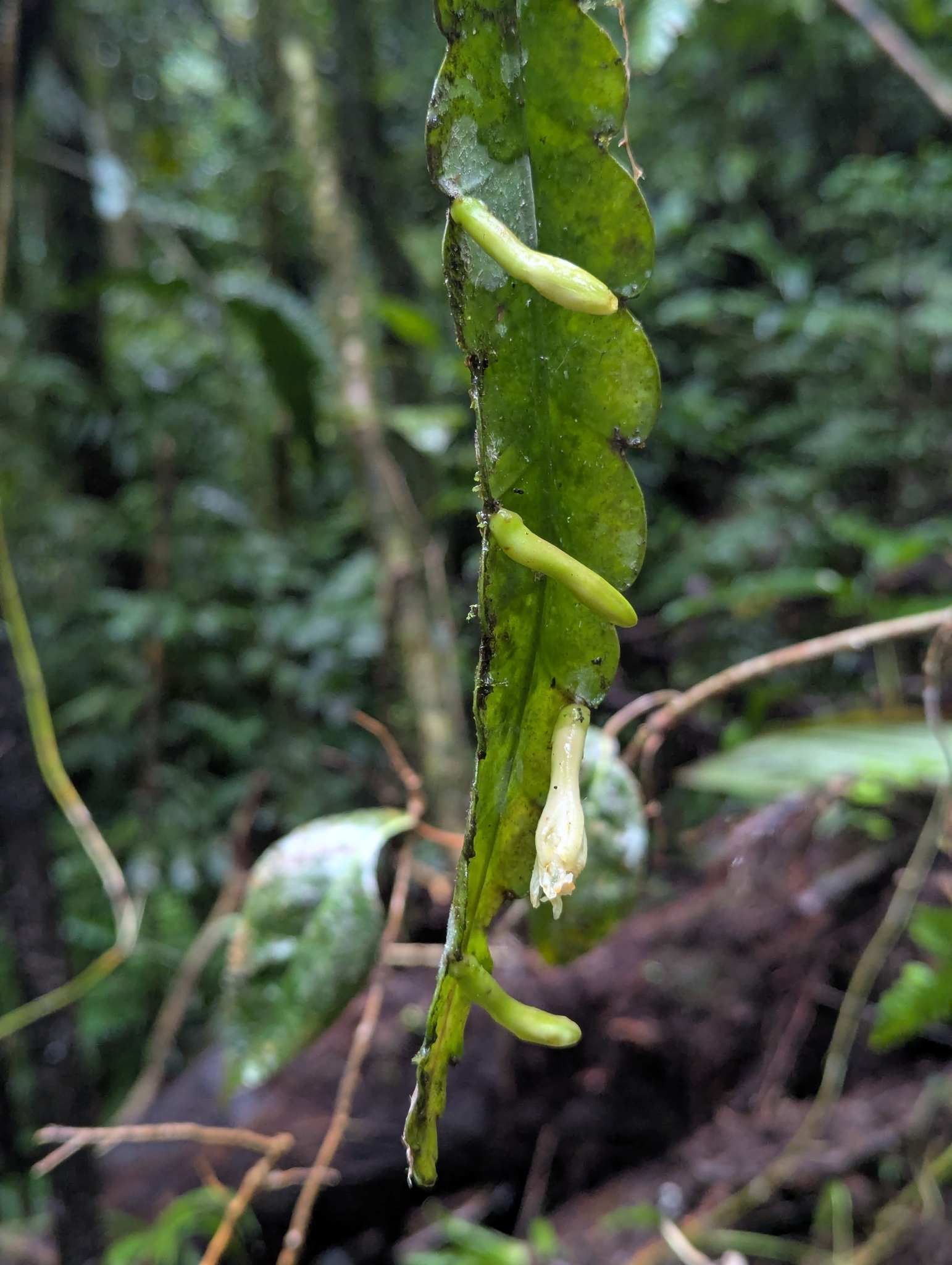 Pseudorhipsalis himantoclada