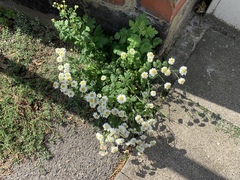 Tanacetum parthenium