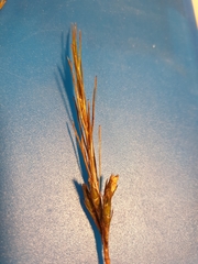 Dracophyllum oliveri