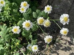 Tanacetum parthenium