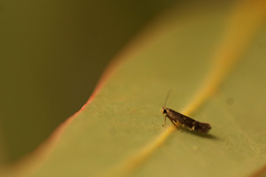 Aproaerema simplexella