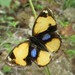 Mariposa Ojos de Venado Amarilla - Photo (c) Dr. Rajesh Prabhakar Mahajan, algunos derechos reservados (CC BY-NC)
