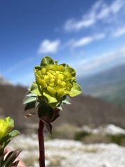 Euphorbia capitulata