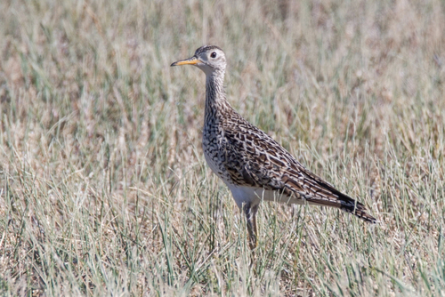 Upland Sandpiper