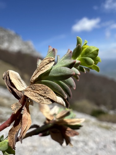 Euphorbia capitulata, photograph 1