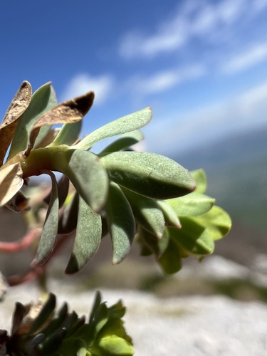 Euphorbia capitulata, photograph 2