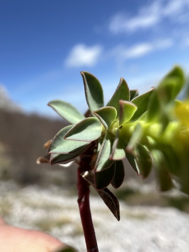 Euphorbia capitulata, photograph 3