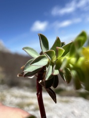 Euphorbia capitulata, photograph Mirko Ubović, CC0, iNaturalist via GBIF
