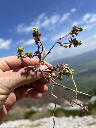Euphorbia capitulata, photograph 4