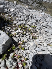 Euphorbia capitulata, photograph Mirko Ubović, CC0, iNaturalist via GBIF