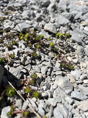 Euphorbia capitulata, photograph 6