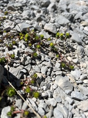 Euphorbia capitulata, photograph Mirko Ubović, CC0, iNaturalist via GBIF
