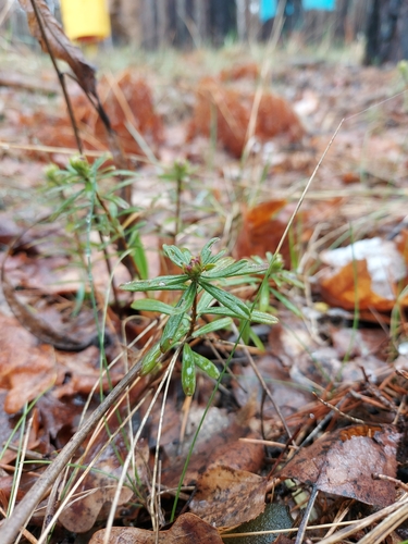 Image of Daphne cneorum by (c) Богдан Кученко, some rights reserved (CC BY)