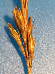 Dracophyllum oliveri