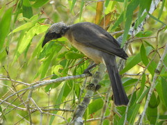 Philemon buceroides yorki