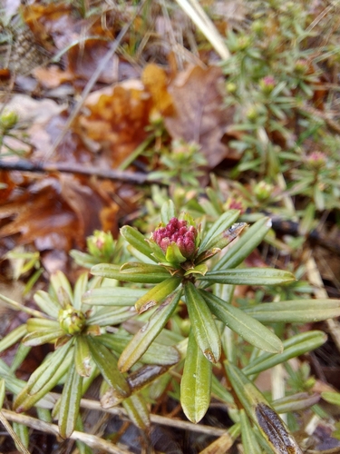 Image of Daphne cneorum by (c) Богдан Кученко, some rights reserved (CC BY)