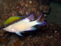 Chromis nitida
