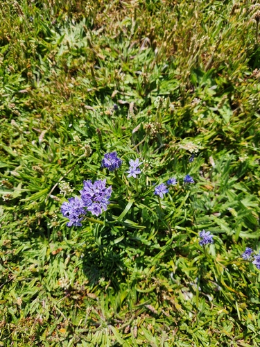 Scilla verna (Scilla verna)
