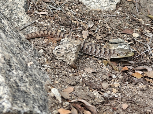 iNaturalist observation photo of Southern Alligator Lizard