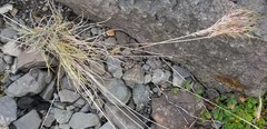 Festuca vivipara
